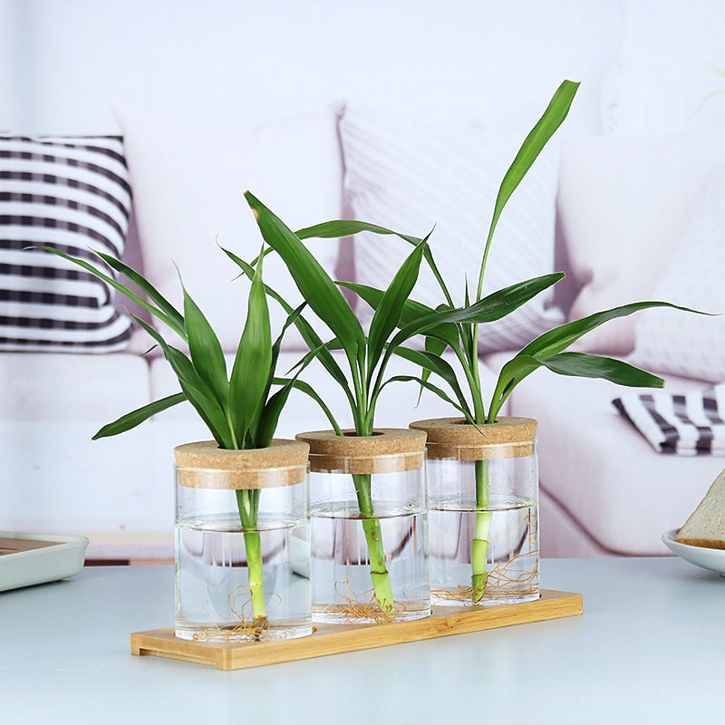 Garrafa de Vidro Decorativa para Plantas Hidropônicas – Decoração com Plantas Verdes Internas