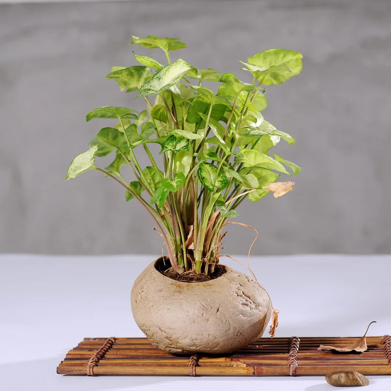 Vaso Cerâmica Stoneware para Suculentas - Design Artesanal Padrão Pedra Vintage