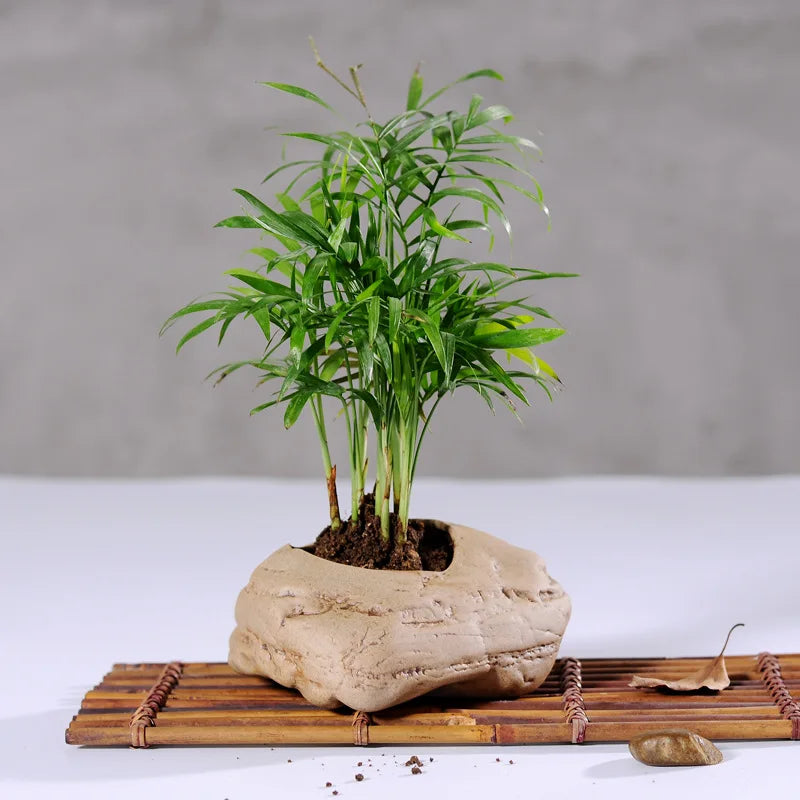 Vaso Cerâmica Stoneware para Suculentas - Design Artesanal Padrão Pedra Vintage